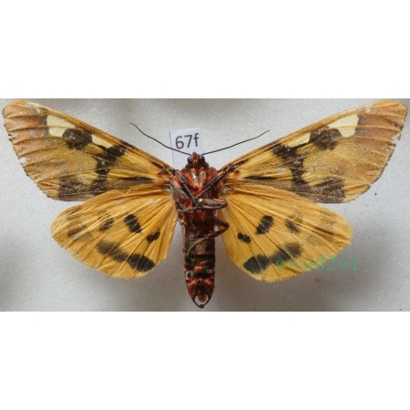 Pericallia matronula (Linnaeus, 1758) male reverse Niedźwiedziówka krasa Poland67f